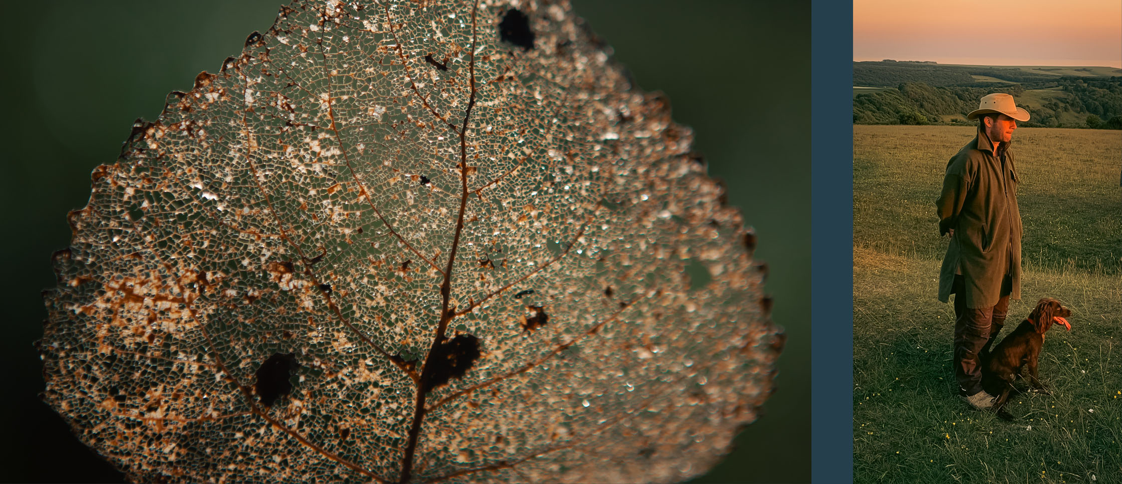 Longbridge Leaf and Dog