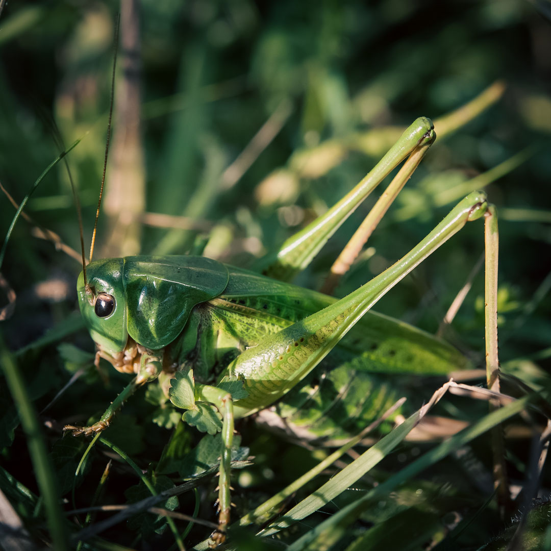 longbridge-cricket