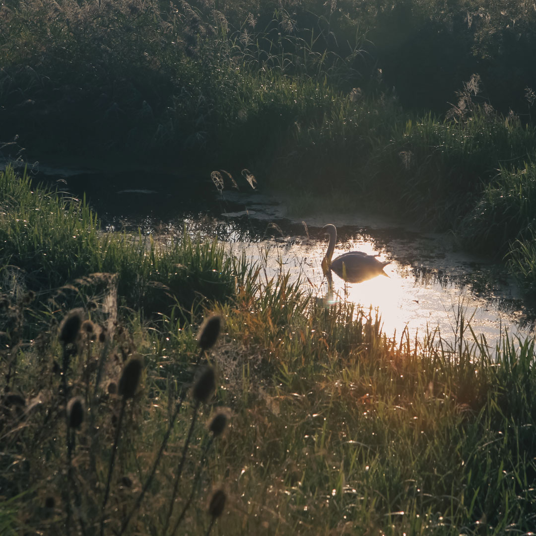 longbridge-swan
